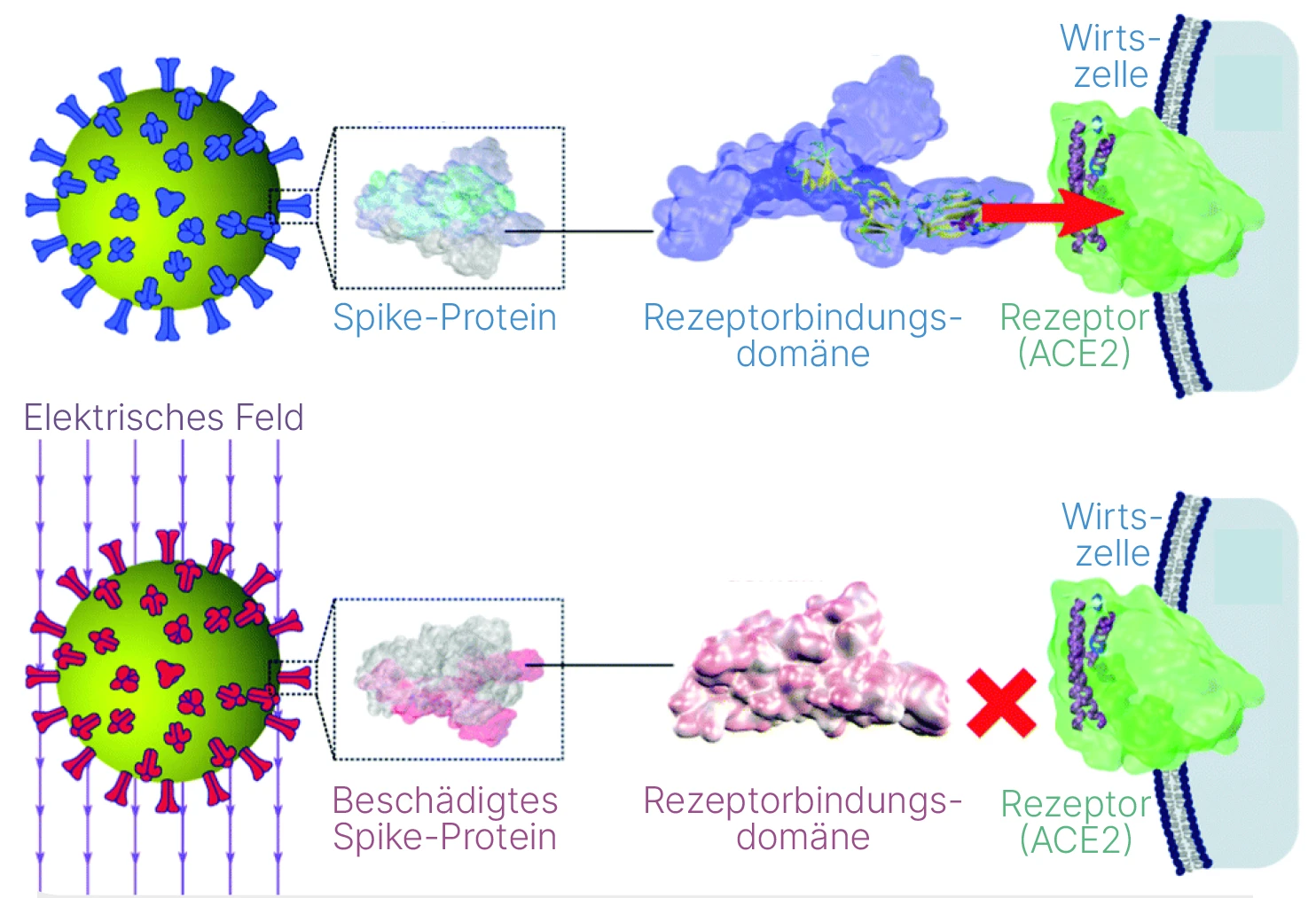 Das SARS-CoV-2-Spike-Protein ist empfindlich gegenüber moderaten elektrischen Feldern