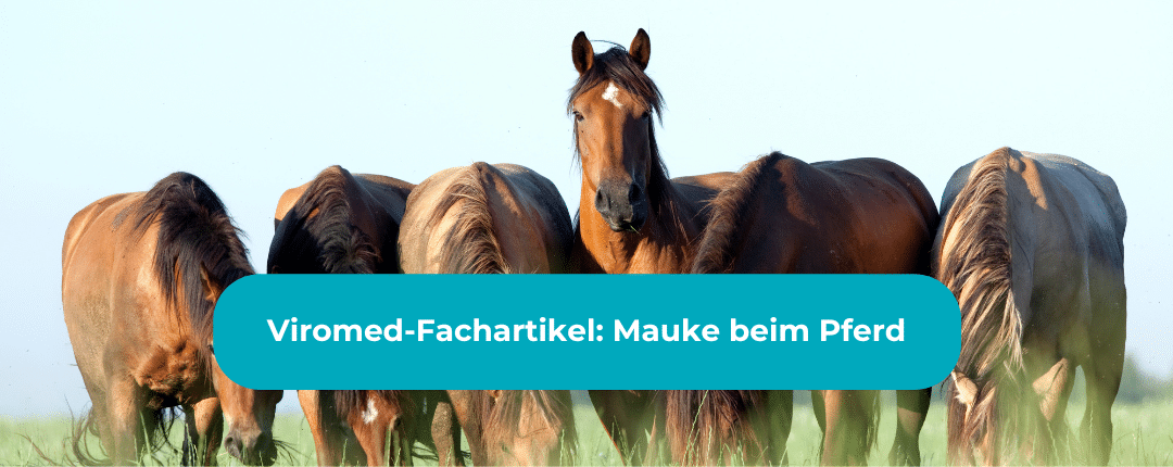 Viromed-Fachartikel Mauke beim Pferd pferde auf Weide mit Hinweis auf verlinkten Fachartikel